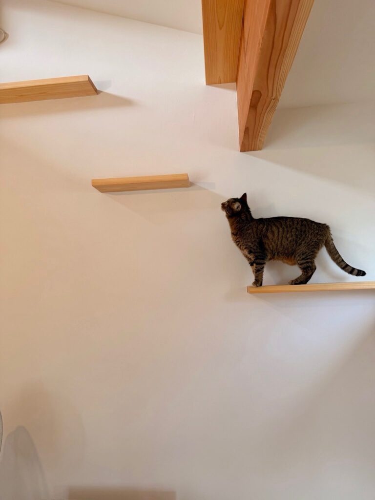 猫階段
