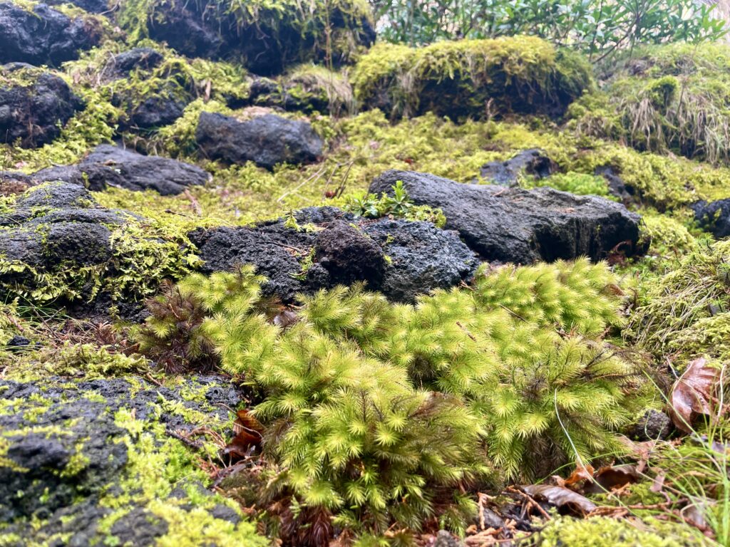 十里木高原別荘地 ロックガーデン・苔庭