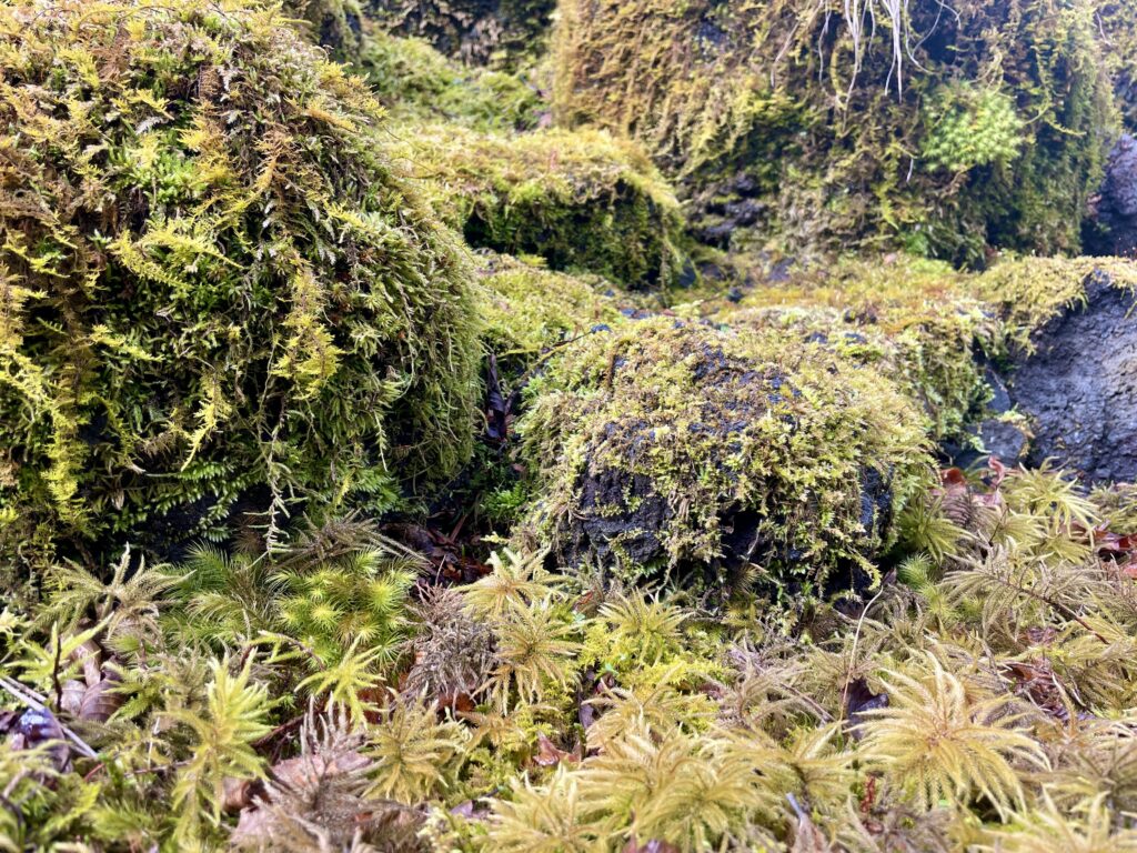 十里木高原別荘地 ロックガーデン・苔庭