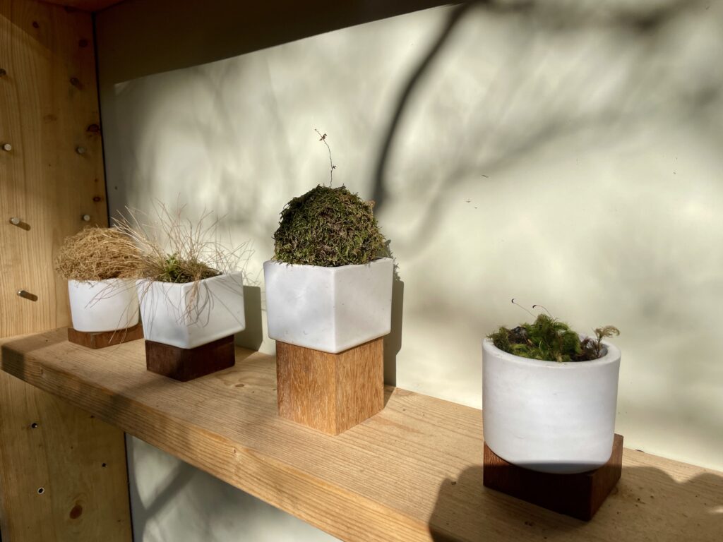 十里木高原別荘地 苔玉 ミニ盆栽