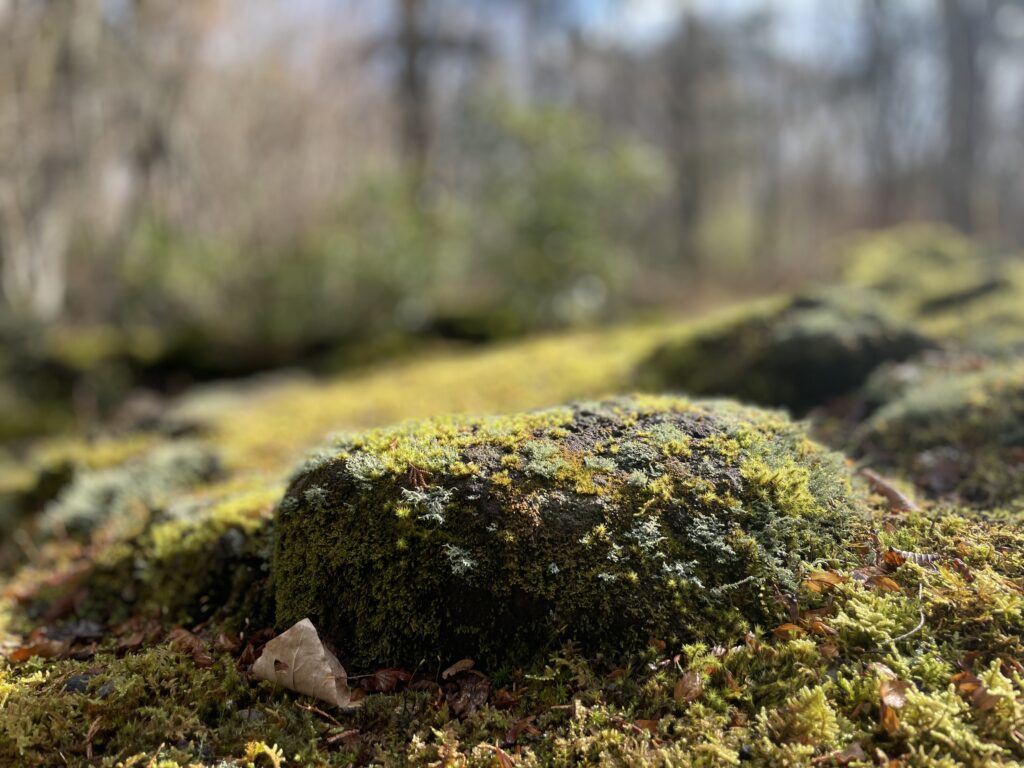 十里木高原別荘地 苔庭・ロックガーデン
