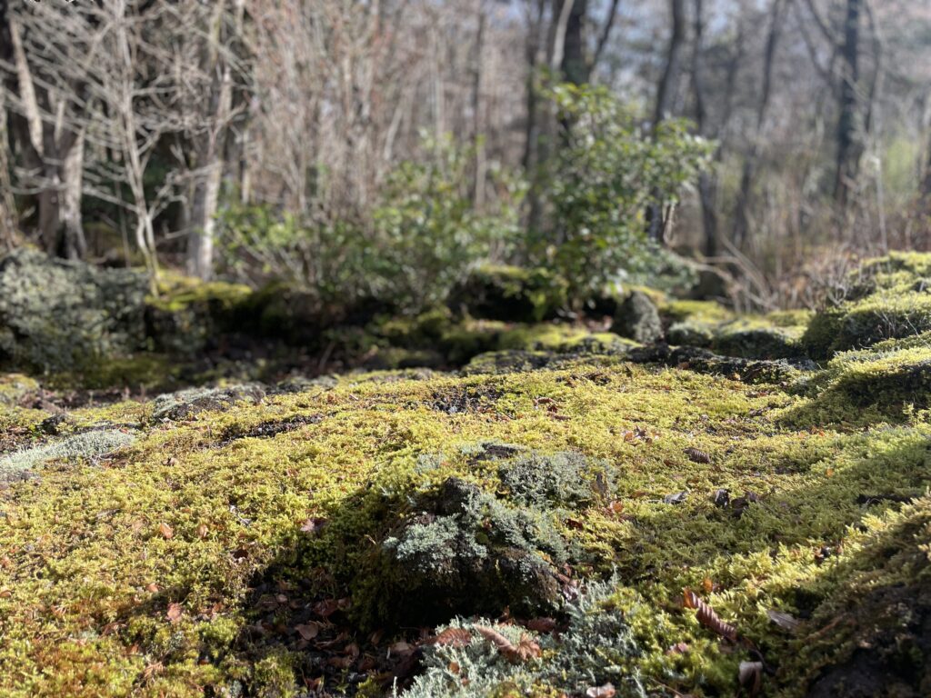 十里木高原別荘地 苔庭・ロックガーデン