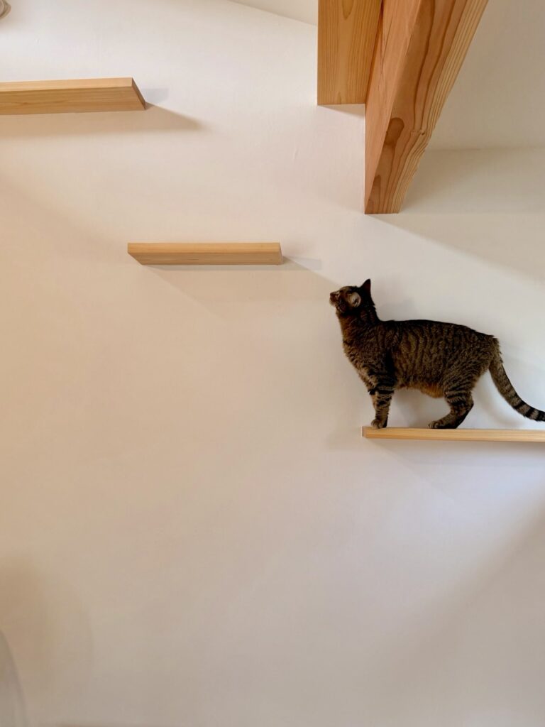 神奈川県鎌倉市西鎌倉に建築したL字型間取り設計の自然素材の家。夏や梅雨時は湿気や熱を排気し、冬は太陽熱で温めた外気を床下に送り換気をしながら床暖房するソーラーシステムそよ風で家中足元から暖かくします。壁天井は消臭調湿効果が高い珪藻土、床は桧フローリングなど天然素材仕上げ。自然素材とソーラーシステムそよ風の相乗効果で湿気が少なく夏涼しく冬暖かいパッシブデザインの環境共生住宅です。 全室収納は造り付けで作成したのでスッキリものが片付き使い勝手と住み心地がいいサステナブルハウス。 画像は猫階段やキャットウォークがあり猫も人も楽しい吹抜けのリビング